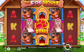 도그하우스 슬롯 익스토리와 잭팟의 세계